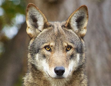 redwolf in